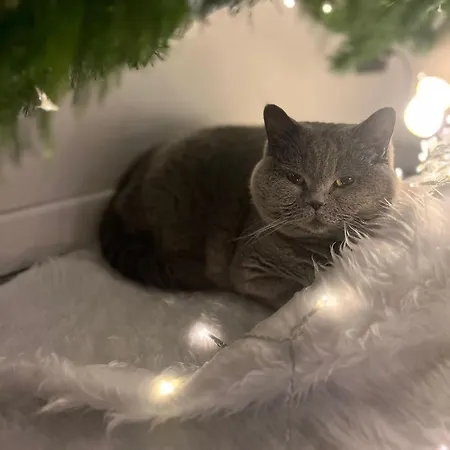 Гостевой дом Lights